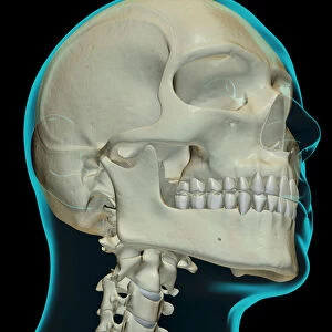 anatomy, below view, black background, bone, bone structure, bone structure of the head