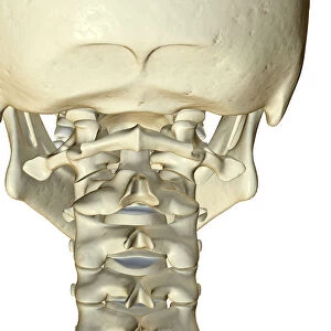 anatomy, back view, bone, bone structure, bone structure of the neck, bones, bones of the neck