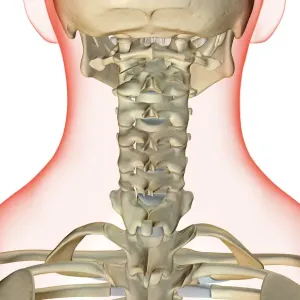 Human Skull Back View Bone Structure Print Human Skull Back View Bone Structure Print