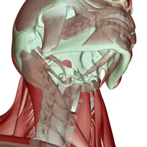 Human Head Muscles Print Human Head Muscles Print