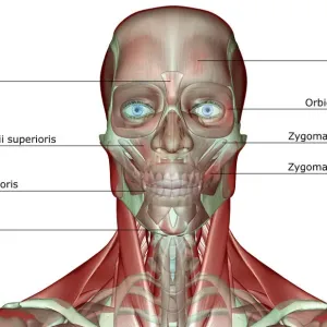 Human Front View Print, Labeled Anatomy Human Front View Print, Labeled Anatomy