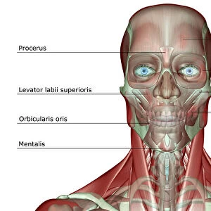 anatomy, front view, frontalis, head, head muscles, human, illustration, labeled