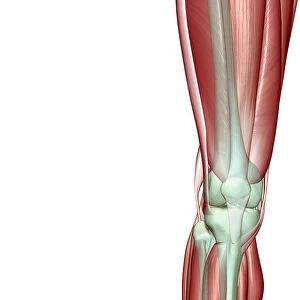 anatomy, front view, gastrocnemius, human, illustration, knee, knee muscles, knee tendons