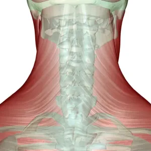 Human Back View Muscular Print Human Back View Muscular Print