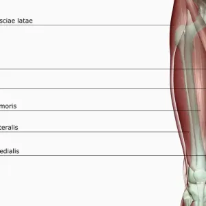 Human Thigh Muscles Print Human Thigh Muscles Print