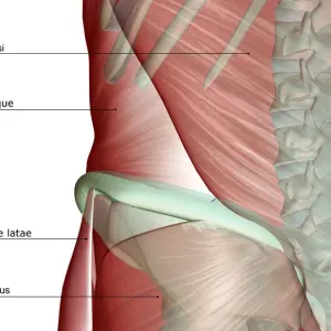 Human Lower Back Anatomy Print Human Lower Back Anatomy Print