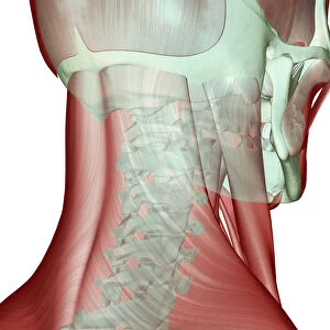 anatomy, back view, human, illustration, muscles, muscles of the neck, musculature