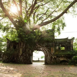 Ancient Gate Cover by Banyan Tree