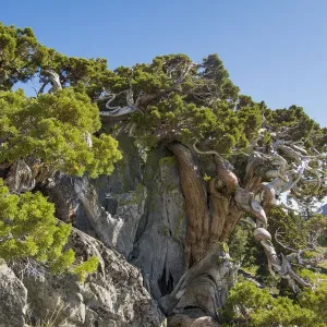 Ancient Sierra Juniper (Eriogonum incanum), Lake Tahoe region, California, USA Ancient Sierra Juniper (Eriogonum incanum), Lake Tahoe region, California, USA