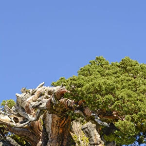 Ancient Sierra Juniper (Eriogonum incanum), Lake Tahoe region, California, USA