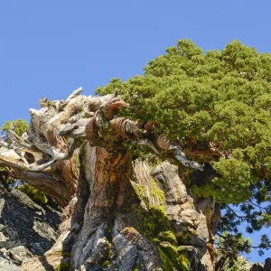 Ancient Sierra Juniper Print Ancient Sierra Juniper Print