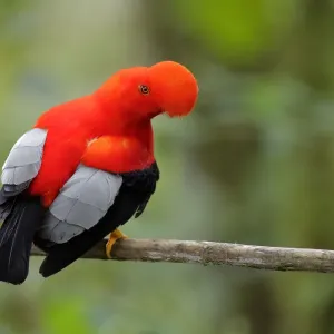 Andean Cock-of-the-rock (Rupicola peruvianus) at lek, Ecuador