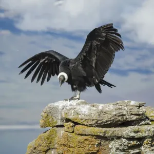 Andean condor in Patagonia Andean condor in Patagonia