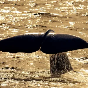 Sperm Whale Print, Andenes Diving Scene