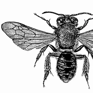 Andrena bee ( Andrenidae)