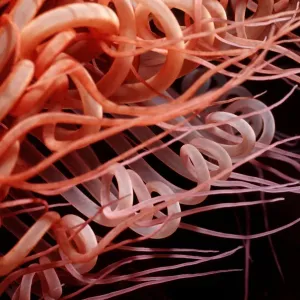anemoe, animal, animals, anthozoa, aquatic, asia, asian, bali, ceriantharia, cnidaria anemoe, animal, animals, anthozoa, aquatic, asia, asian, bali, ceriantharia, cnidaria