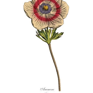 Anemone Plants, Victorian Botanical Illustration