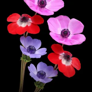 Anemones Anemones