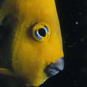 Angelfish Angelfish