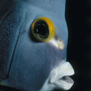 Angelfish Print by Jeff Rotman Underwater Photography Angelfish Print by Jeff Rotman Underwater Photography