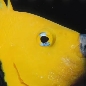Angelfish Angelfish