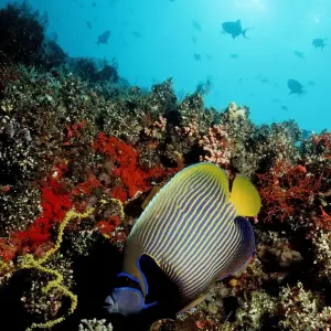 Yellowface Angelfish Print