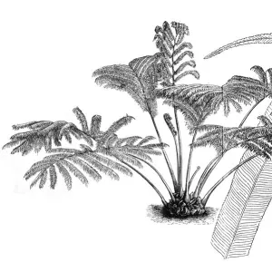 Angiopteris evecta, Giant Fern