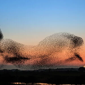 Anglesey Starlings - or a dolphin in the sky?