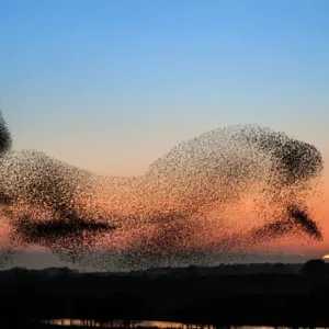 Anglesey Starlings - or a dolphin in the sky?