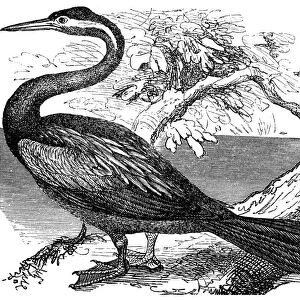 The anhinga (Anhinga anhinga), snakebird, darter, American darter, or water turkey