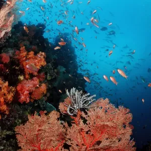 Colorful Coral Reef Print with Anthias in the Indian Ocean