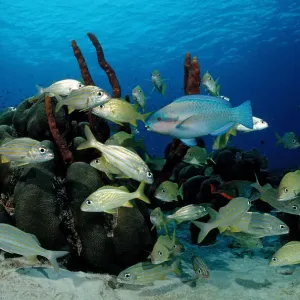 animal, animals, anthozoa, antilles, aquatic, between, bodies, body, bonaire, caribbean animal, animals, anthozoa, antilles, aquatic, between, bodies, body, bonaire, caribbean