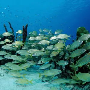 animal, animals, anthozoa, antilles, aquatic, bodies, body, bonaire, caribbean, chrysargyreum animal, animals, anthozoa, antilles, aquatic, bodies, body, bonaire, caribbean, chrysargyreum