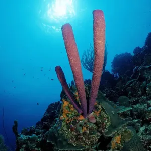 animal, animals, anthozoa, antilles, aquatic, bodies, body, bonaire, caribbean, cnidaria animal, animals, anthozoa, antilles, aquatic, bodies, body, bonaire, caribbean, cnidaria