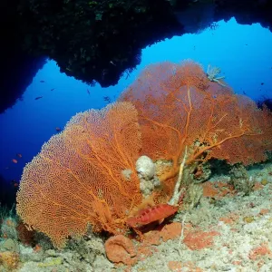 Virgin Blue Hole Coral Reef Print