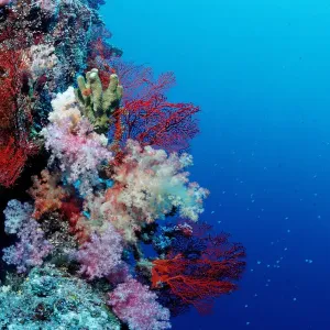 Palau Reef Print