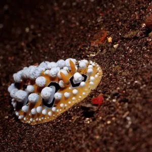 Wart Slug Print, Komodo National Park