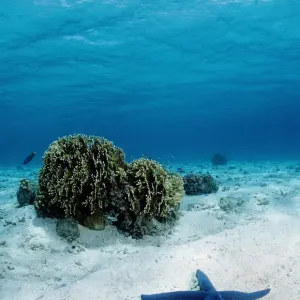animal, animals, aquatic, asia, asian, asteroidea, blue, dweller, dwellers, east animal, animals, aquatic, asia, asian, asteroidea, blue, dweller, dwellers, east