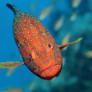 Vermillion Seabass Print