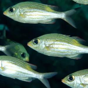 animal, animals, aquatic, asia, asian, aureolineatus, bodies, body, bony, bream, close animal, animals, aquatic, asia, asian, aureolineatus, bodies, body, bony, bream, close