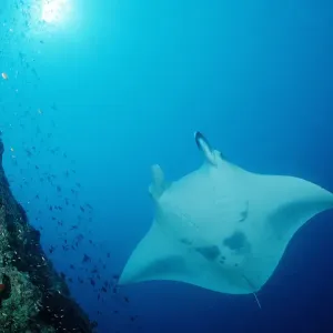 Manta Ray Print - Cartilaginous Chondrichthye in Indian Ocean