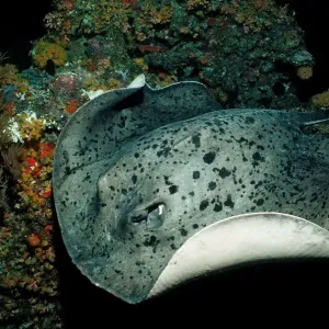 animal, animals, aquatic, asia, asian, batoidea, blotched, body, cartilaginous, chondrichthye animal, animals, aquatic, asia, asian, batoidea, blotched, body, cartilaginous, chondrichthye