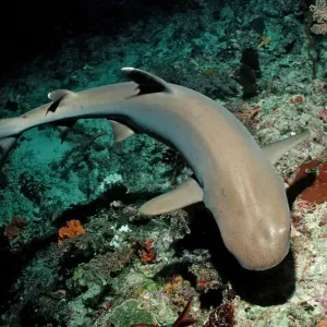 Whitetip Reef Shark Print, Fine Art
