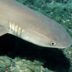 animal, animals, aquatic, asia, asian, cartilaginous, chondrichthye, chondrichthyes animal, animals, aquatic, asia, asian, cartilaginous, chondrichthye, chondrichthyes
