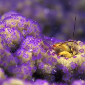 Paguritta Sp. Purple Coral Hermit Crab Print Paguritta Sp. Purple Coral Hermit Crab Print