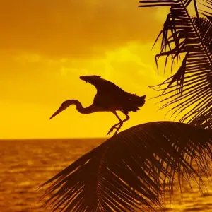animal, asia, bird, dawn, dusk, evening, heron, indian ocean, maldives, morning, nobody animal, asia, bird, dawn, dusk, evening, heron, indian ocean, maldives, morning, nobody