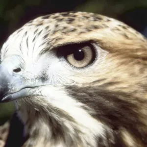Buteo Eagle Print