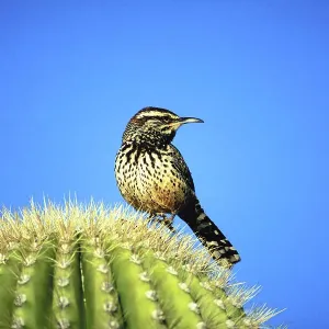 animal, bird, blue sky, cactus, day, full-length, needles, nobody, outdoor, standing