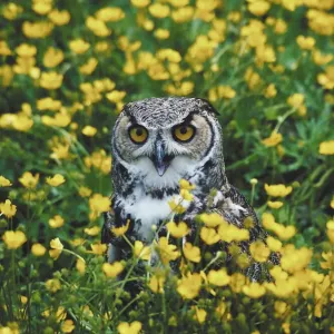 animal, bird, bubo virginianus, buttercups, day, feathers, field, flowers, great horned owl