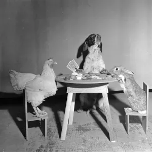 1956 Animal Card Game Print